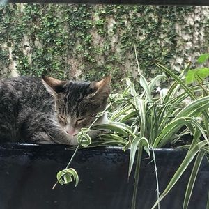 Meet your Posher, Sam